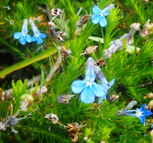 Lobelia pinifolia