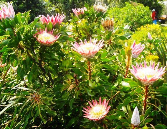 Protea cynaroides