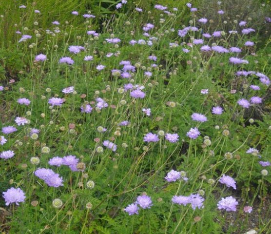 Scabiosa incisa