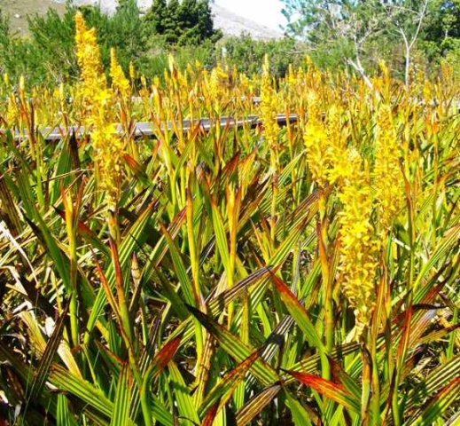 Wachendorfia thyrsiflora colony