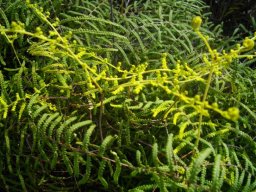 Gleichenia polypodioides
