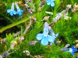 Lobelia pinifolia