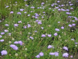 Scabiosa incisa