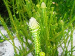 Stilbe ericoides