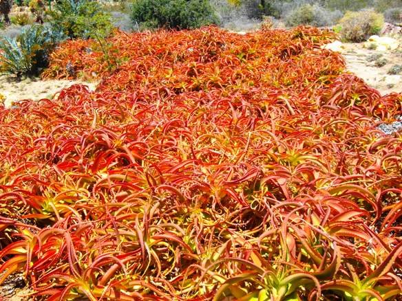 Aloe vanbalenii