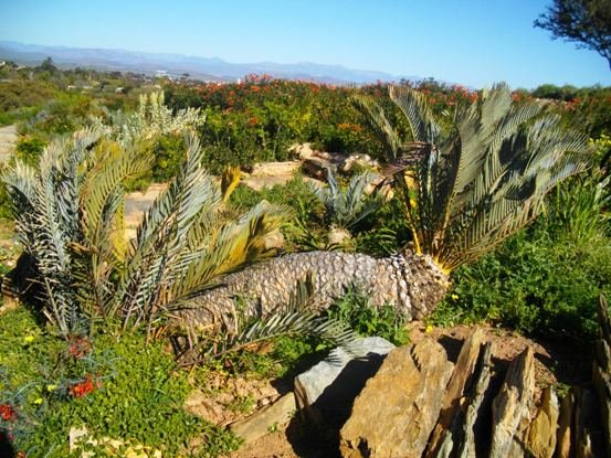 Encephalartos lehmanni