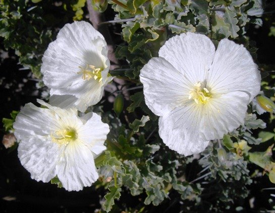 Monsonia crassicaulis