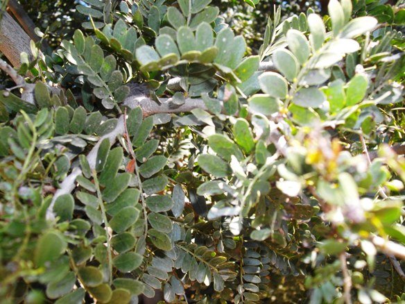 Schotia afra