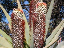 Aloe speciosa inflorescence