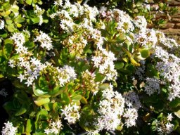 Crassula ovata flowers