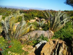Encephalartos lehmanni