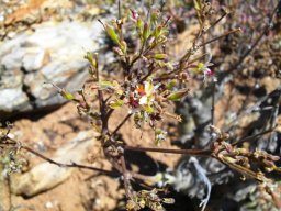 Pelargonium carnosum subsp. carnosum