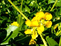 Zygophyllum foetidum flower