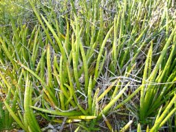 Sansevieria pearsonii spreading