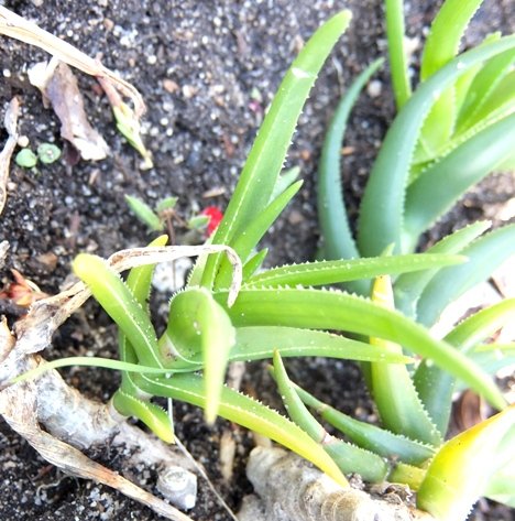 Aloiampelos decumbens, the Langeberg rambling aloe