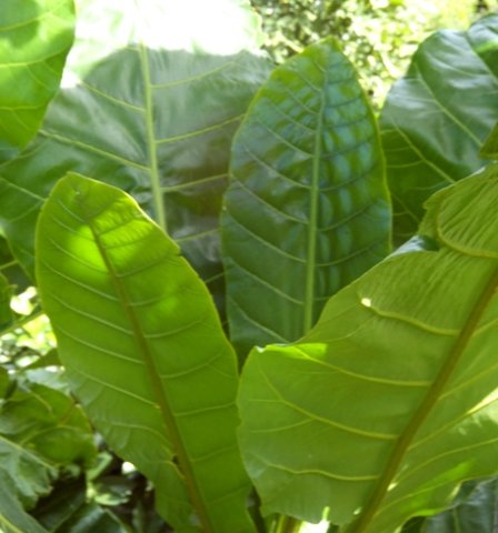 Anthocleista grandiflora stem tip leaves