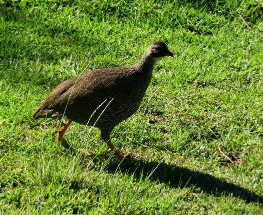 Cape spurfowl 