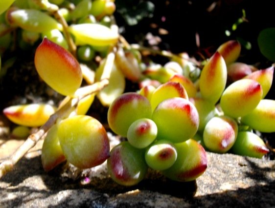 Cotyledon pendens, a cliff hanger