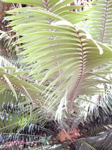 Encephalartos paucidentatus young leaves