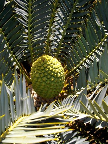 Encephalartos trispinosus seed cone