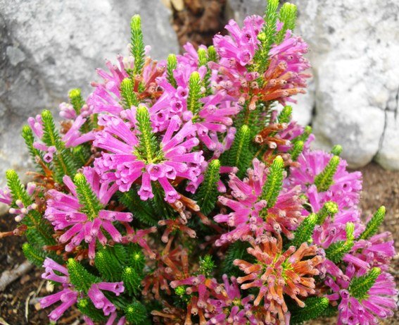 Erica verticillata