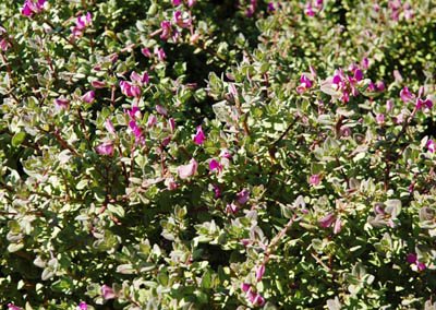 Polygala fruticosa
