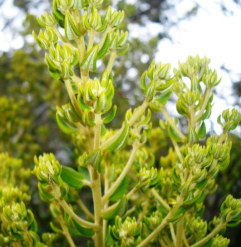 Phylica buxifolia new leaves