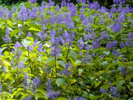 Plectranthus ecklonii flowering well