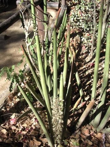 Sansevieria pearsonii