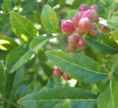 Zanthoxylum capense