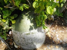 Adenia glauca caudex