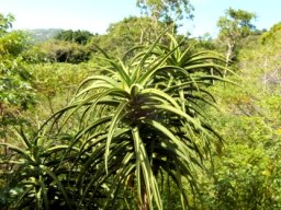 Aloidendron barberae seen from the Boomslang