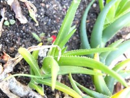 Aloiampelos decumbens, the Langeberg rambling aloe