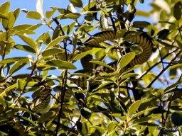 Boomslang, the other one!