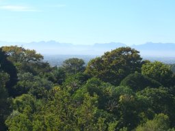 Boomslang encounters with trees