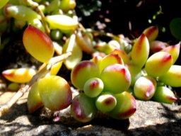 Cotyledon pendens, a cliff hanger