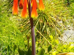 Cyrtanthus obliquus in Kirstenbosch