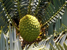Encephalartos trispinosus seed cone