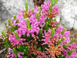 Erica verticillata