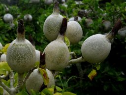 Gardenia thunbergia fruit