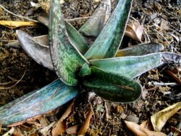 Gasteria croucheri in Kirstenbosch