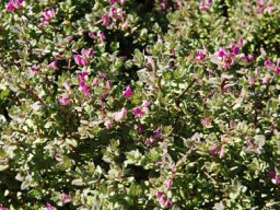 Polygala fruticosa