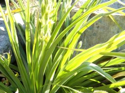 Hypoxis hemerocallidea leaves