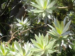 Leucadendron argenteum leaves