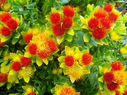 Leucospermum oleifolium