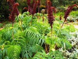Melianthus major flowering in Kirstenbosch