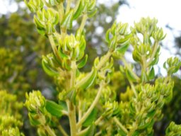 Phylica buxifolia new leaves