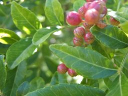Zanthoxylum capense