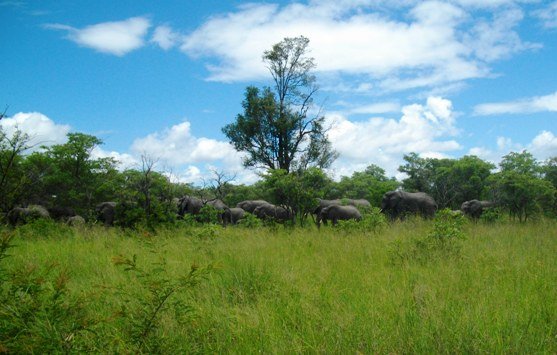 A herd in the bush... is better than a bird?