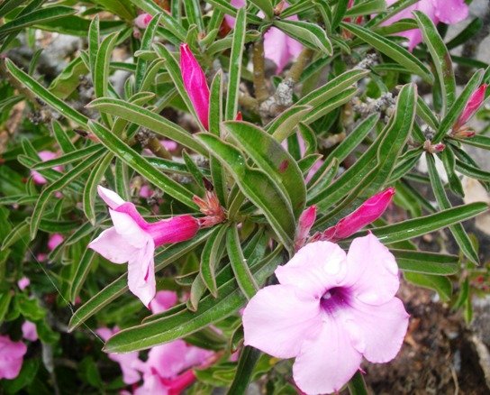Adenium swazicum